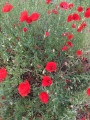 Gentil coquelicot mesdames !...