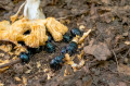 Géotrupes des bois dans le bois de l'Offlarde