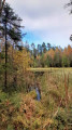 Gewässer im Moor
