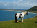 Rhossili Bay & Down