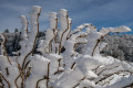 Givre acumulé sur un arbuste Givre acumulé sur un arbuste