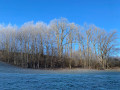 Givre matinal