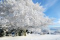 Givre sur les Plaines
