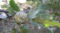 gland du chêne chevelu au domaine de la Touravelle gland du chêne chevelu au domaine de la Touravelle