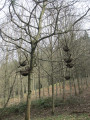 'Gleichgewicht in der Natur'