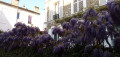 Glycine en fleur