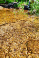 golden savoureuse