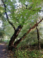 Golden Valley Woods