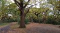 Gorgeous oak trees next to Hollow Pond