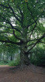 Gorgeous twisted Beech Tree