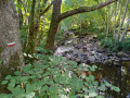 Gorges de la Canche et Forêt de Glenne en boucle