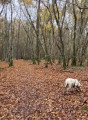 GR®3b en sous-bois