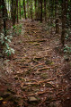 GR &ndash; forest trail