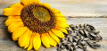 Graines de Tournesol Graines de Tournesol
