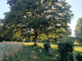 Grand arbre