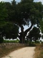 Saint-Sulpice-de-Cognac / Cherves-Richemont - Sentier des Chauffeurs