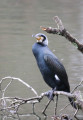 Grand cormoran