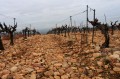 Grand Cru !!!
