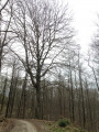 Une promenade en forêt de Montmorency