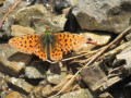 Boucle du Col de Rabou