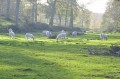 Bovins au pâturage Bovins au pâturage