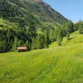 Dans la verte vallée du ruisseau Horlachbach - Ötzal - Tyrol