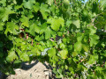 Entre vignes et Loire à Tracy