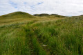 Grassy Trail