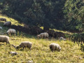 Grazing Sheep
