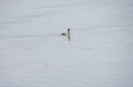 Grèbe huppé sur le lac des 2 amants
