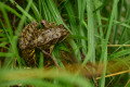 Grenouille