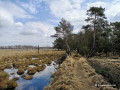 Rundwanderung im Duvenstedter Brook