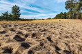 Binnensanddünen im Nürnberger Land