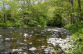 Große Nister Große Nister