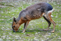 Großes Mara