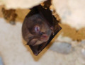Grotte de La Jaquette Chauve-souris