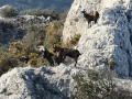 Le Cuou de Peyrou et la bergerie de Mont Trésor
