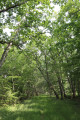 GRP de Touraine Sud dans la forêt de Preuilly