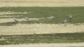 Grues cendrées