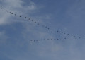 Grues