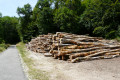 Grumes de bois
