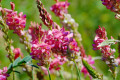 Grünstreifen mit Wildblumen