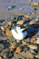 Guillemot de Tro&iuml;l