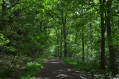Hamsterley Forest - Blue trail Hamsterley Forest - Blue trail