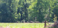 Harde de sangliers des Ardennes