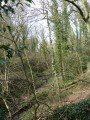 Hawthorn Dene