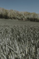 herbes