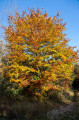 Herbstambiente auf dem Moritzberg