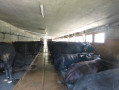 Herens Cattle Ready for Milking