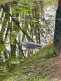 Héron au bord d'un canal